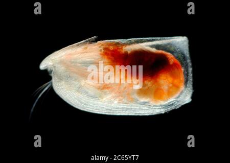 [Digital focus stacking] Ostracod (Paramollicia rmynchena) gli Ostracoda sono uno dei gruppi di crostacei più riusciti con circa 8000 specie viventi. Foto Stock