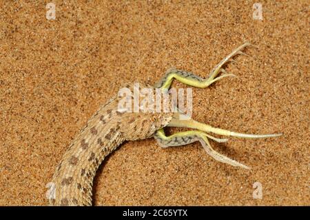 Sommatore a serpentina Peringueys (Bitis peringueyi) Foto Stock