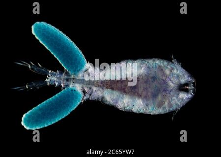 [Digital focus stacking] Copepod planktonico marino (Sapphirina sali) [dimensioni di un singolo organismo: 0,9mm] Foto Stock