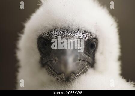 Gannet settentrionale (Sula bassana o Morus bassanus), booby, Bass Rock Scotland Foto Stock