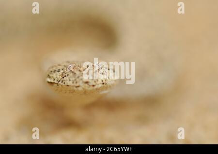 Peringueys sommatore a serpentina (Bitis peringueyi), Namibia, Swakopmund Namib Duna di sabbia del deserto Foto Stock