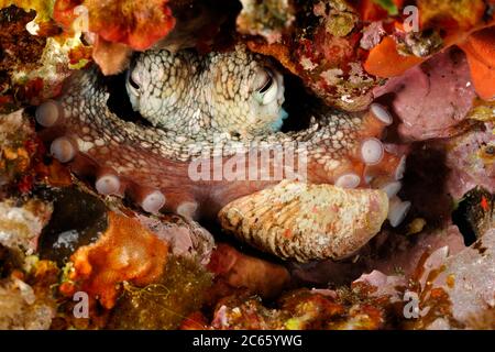 Polpo (Octopus vulgaris) [dimensione del singolo organismo: 25 cm] (Octopoda) Foto Stock