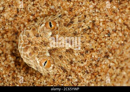 Sommatore a serpentina Peringueys (Bitis peringueyi) Foto Stock