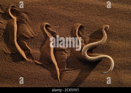 Sommatore a serpentina Peringueys (Bitis peringueyi) Foto Stock