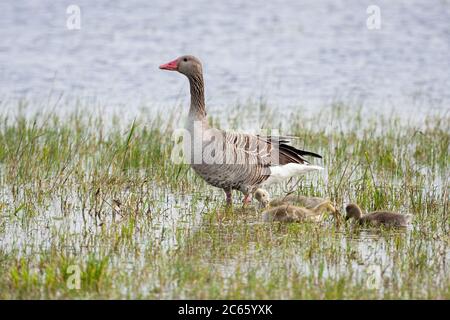 Madre d'oca grigiastre con gabbings giovanili in piedi sull'acqua. Foto Stock