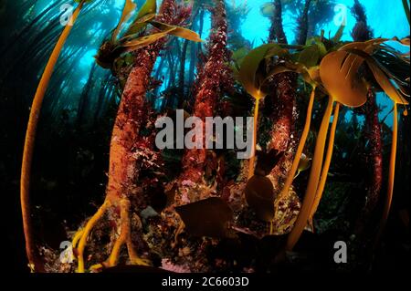 La foresta di kelp è principalmente la Laminaria iperborea, ma le alghe brune più piccole sulla destra sono Oarweed (Lamaria digitata), Oceano Atlantico, Strømsholmen, Norvegia nordoccidentale Foto Stock