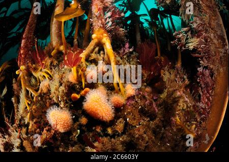 Foresta di kelp (Laminaria iperborea) con le dita dell'uomo morto (Alcyonium digitatum), Oceano Atlantico, Strømsholmen, Norvegia nordoccidentale Foto Stock