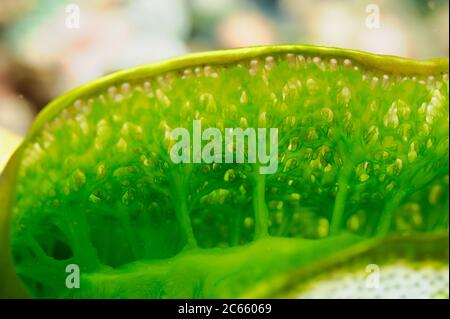 Gremgiolo verde / tunicato (Didemnum molle). Raja Ampat, Papua Occidentale, Indonesia, Oceano Pacifico [dimensione di un organismo singolo: 8 cm] Foto Stock