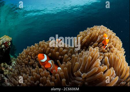 Anemonefish falso clown (anphiprion ocellaris). Nord Raja Ampat, Papua Occidentale, Indonesia, Oceano Pacifico Foto Stock