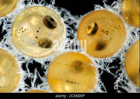 Uova di pesce bianco europeo (Coregonus lavaretus) (Captive & Digital focus Stacking) Foto Stock