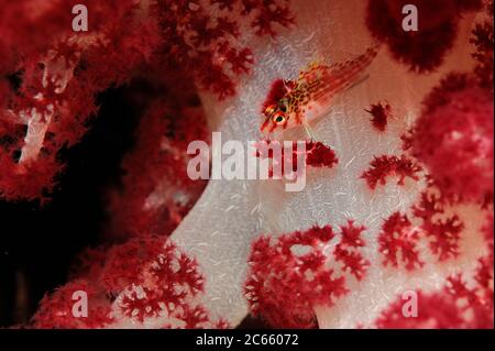 Nana Hawkfish (Cirrhitichthys falco) Raja Ampat, Papua Occidentale, Indonesia, Oceano Pacifico Foto Stock