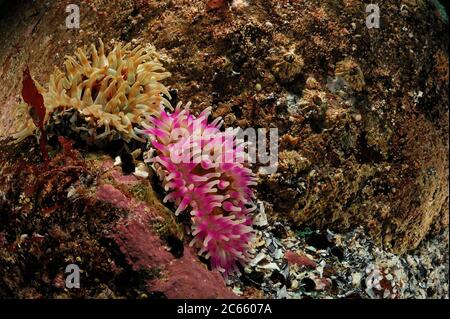 Anemone di Dahlia (Urticina felina), Oceano Atlantico, Strømsholmen, Norvegia nordoccidentale Foto Stock