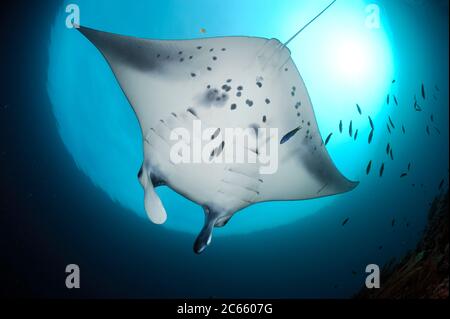 Manta birostris (Manta birostris) a stazione di pulizia Nord Raja Ampat, Papua Occidentale, Indonesia, Oceano Pacifico [dimensione di un organismo singolo: 7 m] Foto Stock