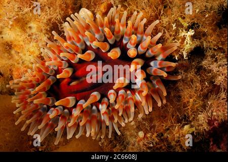 Anemone di Dahlia (Urticina felina), Oceano Atlantico, Strømsholmen, Norvegia nordoccidentale Foto Stock