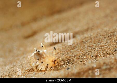 La ruota d'oro Spider (Carparachne aureoflava) è veramente una creatura unica e sorprendente del bellissimo deserto del Namib. Foto Stock
