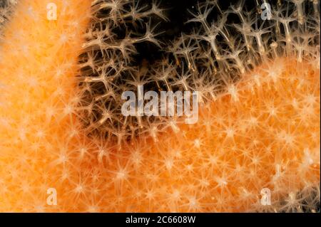 Dita di uomo morto (Alcyonium digitatum), Oceano Atlantico, Strømsholmen, Norvegia nordoccidentale Foto Stock