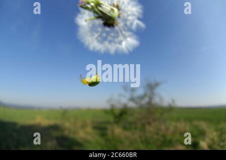 Cucumber green spider (Araniella cucurbitina) Foto Stock