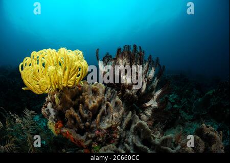 Crinoide o stella di piuma (Comantheria briareus) e (Oxycomanthus bennetti) Raja Ampat, Papua occidentale, Indonesia, Oceano Pacifico Foto Stock