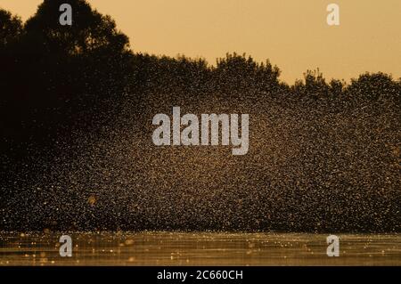 Subito dopo l'accoppiamento le mayflies femmina a coda lunga (Palingeni a longicauda) si innalzano nell'aria dove formano enormi nubi e sono fuori interesse per i maschi ancora in cerca di compagni vicino alla superficie dell'acqua. Foto Stock