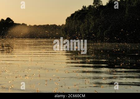 Subito dopo l'accoppiamento le mayflies femmina a coda lunga (Palingeni a longicauda) si innalzano nell'aria dove formano enormi nubi e sono fuori interesse per i maschi ancora in cerca di compagni vicino alla superficie dell'acqua. Foto Stock