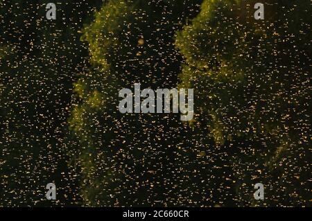 Subito dopo l'accoppiamento le mayflies femmina a coda lunga (Palingeni a longicauda) si innalzano nell'aria dove formano enormi nubi e sono fuori interesse per i maschi ancora in cerca di compagni vicino alla superficie dell'acqua. Foto Stock