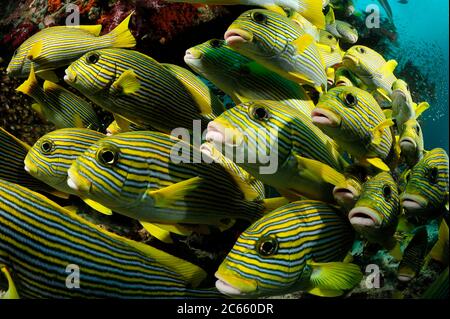 Scuola Sweetlips giallo-nastro (Plectorhinchus polytaenia) Raja Ampat, Papua occidentale, Indonesia, Oceano Pacifico Foto Stock