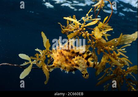 Sargassum Fish (histrio histrio) vicino alla superficie su Sargassum Weed galleggiante, Raja Ampat, Papua occidentale, Indonesia, Oceano Pacifico Foto Stock