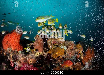 Scuola Sweetlips giallo-nastro (Plectorhinchus polytaenia) Raja Ampat, Papua occidentale, Indonesia, Oceano Pacifico Foto Stock