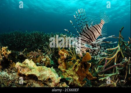 Leonfish rosso (Pterois volitans) Raja Ampat, Papua occidentale, Indonesia, Oceano Pacifico Foto Stock