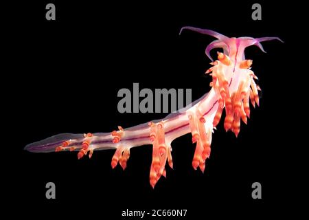 Il slug marino, la flabellina rubrolineata, i nudibranchi aeolidi possono essere riconosciuti dalla lunga cerata tubolare che si sviluppa dal loro corpo. Foto Stock