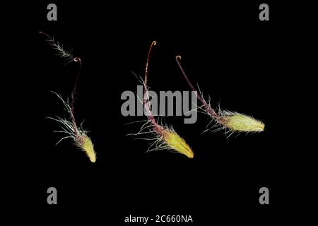 Seme di avena di acqua, rivale di Geum, Foto Stock