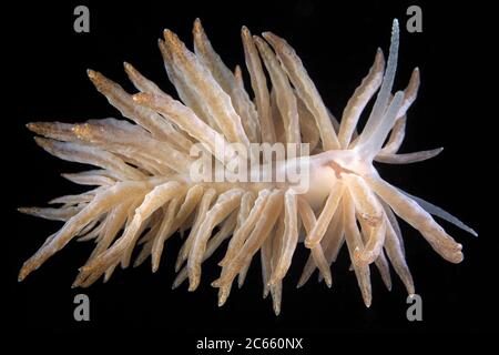 Slug di mare, briareum di Phyllodesmium Foto Stock