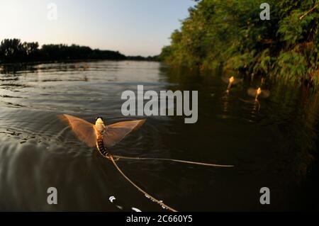 I primi mayflies maschi a coda lunga (Palingenia longicauda) stanno volando sopra il fiume Tisza alla ricerca delle femmine che stanno per schiudere mezz'ora più tardi dei maschi. Tisza fioritura (Tiszavirágzás). È quando milioni di mayflies dalla lunga coda (Palingenia longicauda) stanno aumentando in enormi nuvole, si riproducono e periscono, tutto in poche ore. Foto Stock