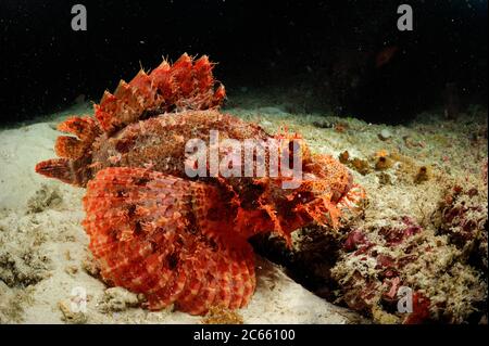 Scorpione (Scorpaenopsis oxycephala) Raja Ampat, Papua occidentale, Indonesia, Oceano Pacifico Foto Stock