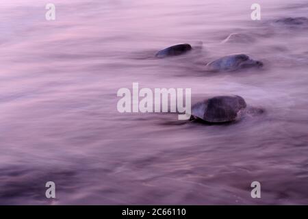 L'arrivo di una tartaruga marina di tipo ridley (Lepichelys olivacea) alla spiaggia di Ostional, Costa Rica, costa del Pacifico, può essere l'inizio di un'arribada (evento di nidificazione di massa) delle tartarughe marine. Migliaia e migliaia dei rettili da 50 chilogrammi vengono a terra per un periodo fino a una settimana, solo interrotti dal sole più caldo del mezzogiorno, per seppellire le loro uova nella sabbia calda. Foto Stock