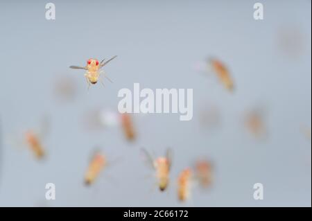 Frutta di tipo selvatico Fly (Drosophila melanogaster) in filght in una coltura di laboratorio. Foto Stock