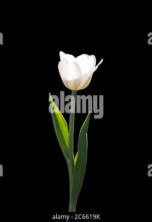 Tulipano bianco isolato su sfondo nero. Fiore bianco illuminato dalla luce del sole. Foto Stock