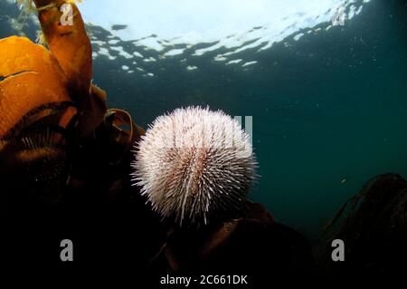Riccio di mare commestibile / riccio di mare comune (Echinus esculentus) (dt. Esbarer Seeigel) Foto Stock
