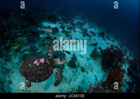 Tartaruga di tartaruga (Eretmochelys imbricata) Raja Ampat, Papua Occidentale, Indonesia, Oceano Pacifico Foto Stock