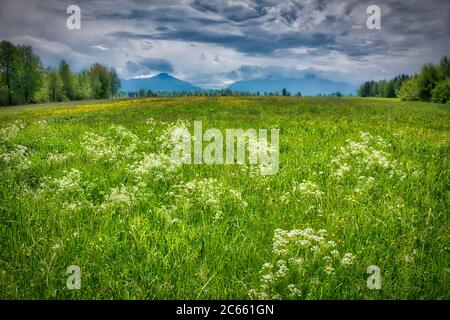 DE - BAVARIA: Loisach Moor vicino a Bichl (HDR-Image) Foto Stock