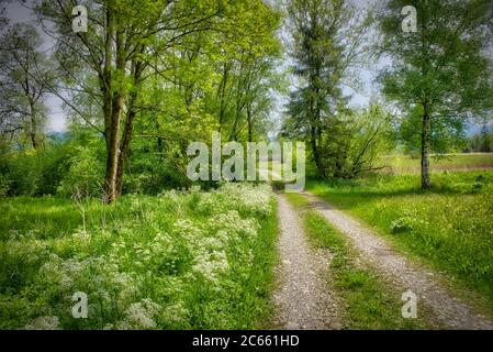 DE - BAVARIA: Loisach Moor vicino a Bichl (HDR-Image) Foto Stock