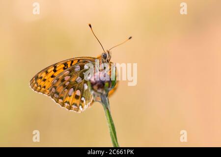 Grote parelmoervlinder, verde scuro Fritillary, Argynnis aglaja Foto Stock