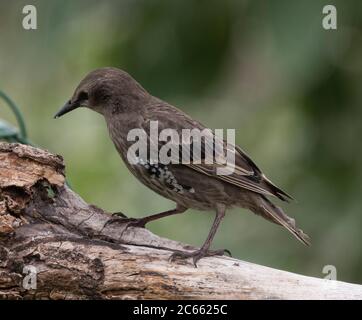 Starling giovanile, Sturnus vulgaris, arroccato su un ramo di albero in un giardino di Londra suburbano, all'inizio di luglio, Regno Unito Foto Stock