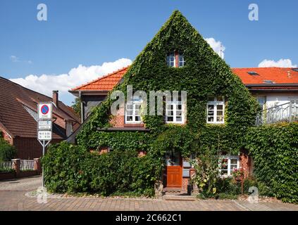 Vecchia casa a graticcio con edera a Vilsen, Bruchhausen-Vilsen, bassa Sassonia, Germania, Europa Foto Stock