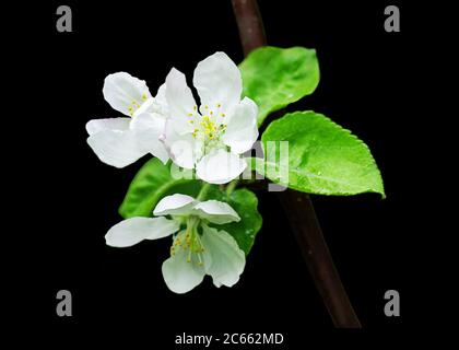 Un ramo di mela con un mazzo di fiori bianchi e foglie verdi. Albero di mela fiorente di primavera. Foto Stock