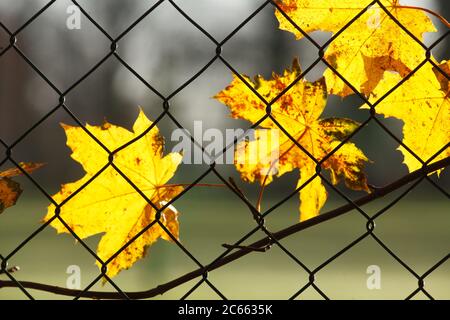 foglie d'autunno, foglie d'acero giallo scolorito su una recinzione da giardino Foto Stock