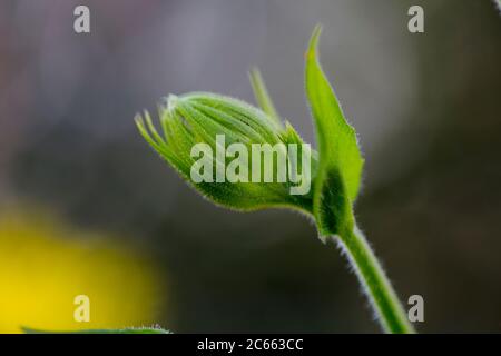 Il fiore di leopardo-bano Foto Stock