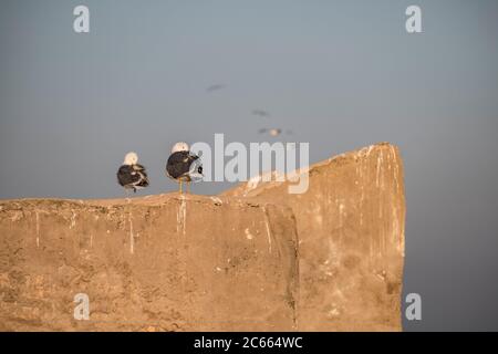 Gabbiani su un muro a Essaouira, Marocco Foto Stock