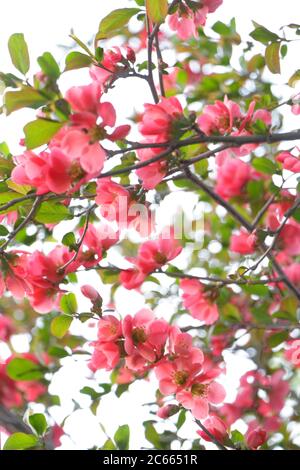 Mare di fiori rossi Foto Stock