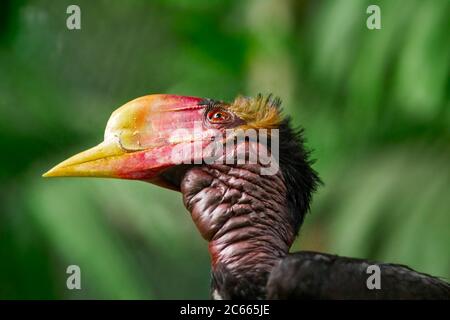 Male Helmeted Hornbill (Captive), Penang Bird Park, Malesia. Foto Stock